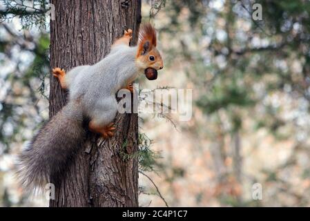 Red squirrel hanging on tree with walnut in mouth. Stock Photo