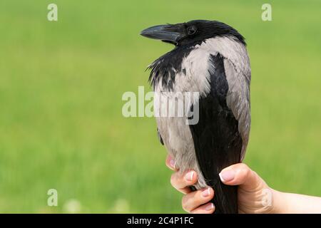 Hooded crow, Corvus cornix. Bird in the hands of man. Stock Photo