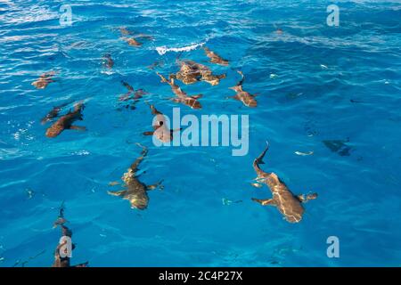 Lemon sharks, Negaprion brevirostris, Tiger Beach, Bahamas Stock Photo