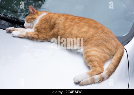 Ginger cat is sleeping comfortably on the warm hood of a light gray car against the windscreen wipers and windshield of a Mazda Stock Photo