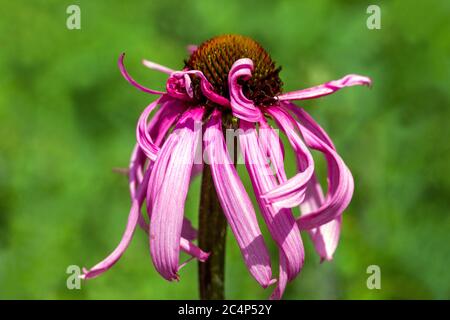 Echinacea pallida single flower green background Stock Photo