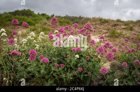 Wild Valerian aka Valeriana officinalis flowers, plants. Red and white. Stock Photo