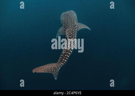 Massive whaleshark swimming gracefully in the deep.