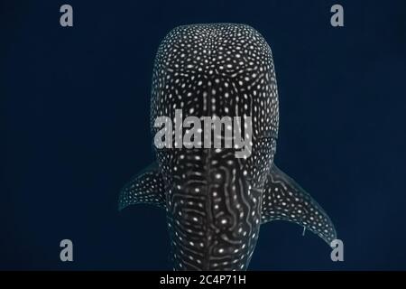 Overhead shot of a whaleshark's massive body while swimming gracefully in the deep. Vibrant markings are visible around its body and pectoral fins. Stock Photo