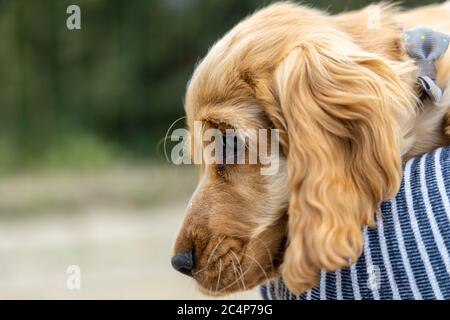 Portrait of red Cocker Spaniel puppy. Stock Photo