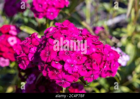 Close up of deep pink head of Sweet William or Dianthus barbatus. Stock Photo