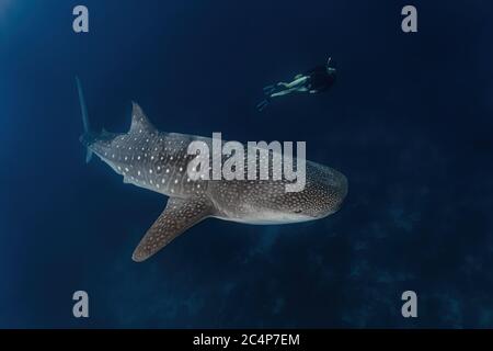 Whale shark diving in Pintuyan, Southern Leyte, Philippines. Stock Photo