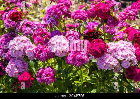 Dianthus Barbatus (Sweet William) flowering plants in a garden. Stock Photo