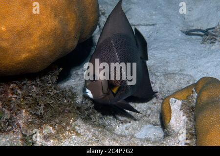 Juvenile gray angelfish, Pomacanthus arcuatus, Hol Chan Marine Reserve, San Pedro, Belize Stock Photo