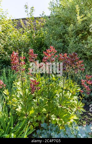 Turk's cap lily or Lilium martagon in a herbaceous border. Stock Photo