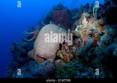 Symmetrical brain coral, Pseudodiploria strigosa, Lighthouse Reef Atoll, Belize Stock Photo