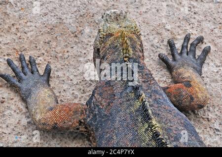 marine iguana, Santa Cruz island, Galapagos islands, Ecuador Stock Photo
