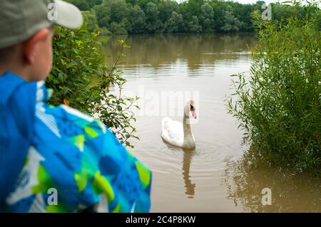 A small baby boy with his back feeds the swans in the lake, he is wearing a blue jacket and a hat on a spring evening Stock Photo