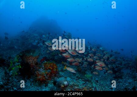 School of humpback red snappers, Lutjanus gibbus, in a coral reef, Komodo National Park, Indonesia Stock Photo