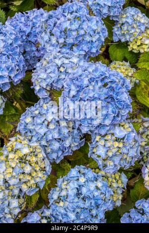 Blue flowers on a mophead Hydrangea macrophylla, produced by it growing in acid soil conditions. Stock Photo