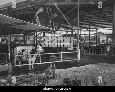 Herd of cows in cowshed on a dairy farm. In Kibbutz Degania, Israel. The cow looks sad. The exploitation of animals, veganism concept. Black and white Stock Photo