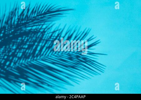 Palm leaves shadow over blue background Stock Photo