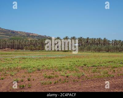 Date palms trees plantation. Tropical agriculture industry in Kibbutz Degania, Israel. Stock Photo