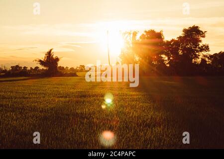 Soft focus Rice field and sky background at sunset time with sun rays. Stock Photo