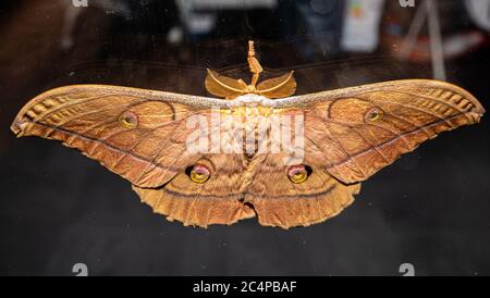 This Giant Japanese Silk Moth or Japanese Oak Silkmoth (Antheraea yamamai) is a moth of the Saturniidae family. It is endemic to Japan, but has been i Stock Photo