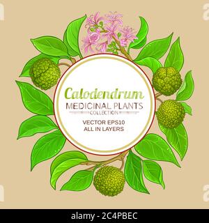 calodendrum vector frame Stock Vector