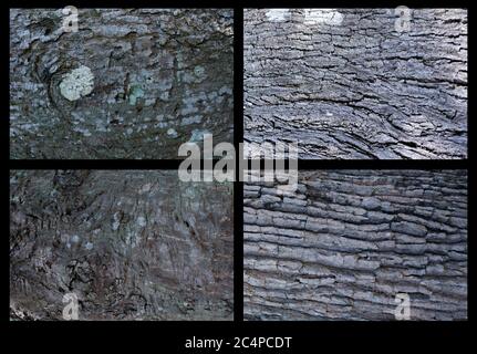 collection bark texture for 3D tree texture Stock Photo