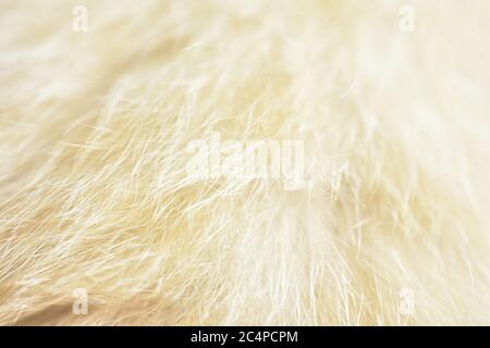 cat fur texture. HD Image and Large Resolution. can be used as background and wallpaper. web banners consepts. Stock Photo