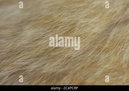 cat fur texture. HD Image and Large Resolution. can be used as background and wallpaper. web banners consepts. Stock Photo
