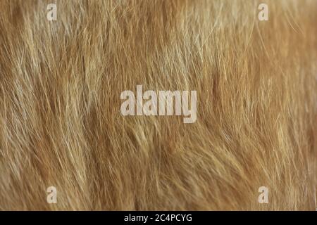 cat fur texture. HD Image and Large Resolution. can be used as background and wallpaper. web banners consepts. Stock Photo
