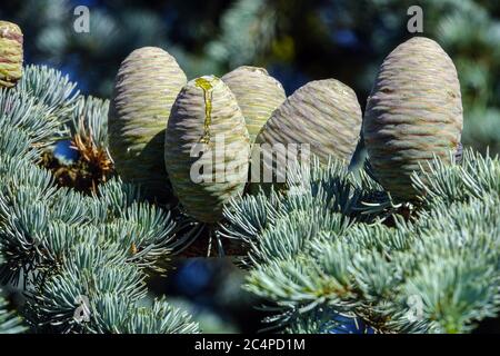 Blue Atlas Cedar cones Stock Photo