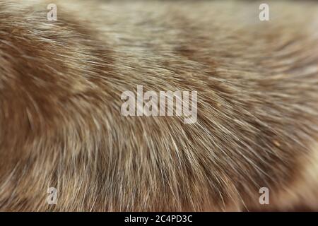 cat fur texture. HD Image and Large Resolution. can be used as background and wallpaper. web banners consepts. Stock Photo