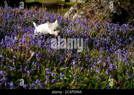 Doggy playtime on Dartmoor Stock Photo