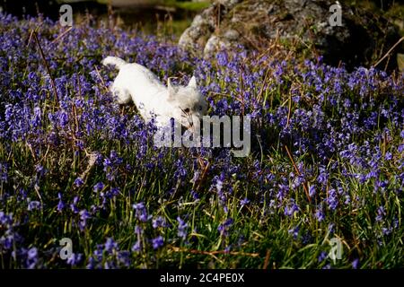 Doggy playtime on Dartmoor Stock Photo