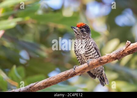 Close up of a male White-barred Piculet (Picumnus cirratus) perched. Stock Photo