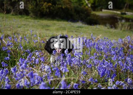 Doggy playtime on Dartmoor Stock Photo