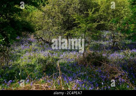 Woodland setting in Emsworthy Nature Reserve Stock Photo
