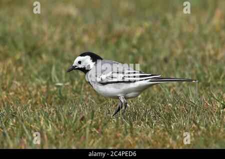 White Wagtail (Motacilla alba alba) adult walking on short grass  Eccles-on-Sea, Norfolk, UK                25th April 2020 Stock Photo