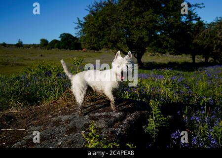 Doggy playtime on Dartmoor Stock Photo