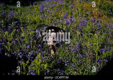 Doggy playtime on Dartmoor Stock Photo