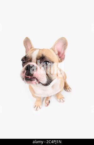 French Bulldog angry and sitting isolated on white background Stock Photo