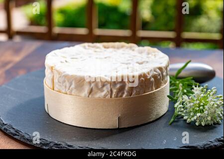 French cheeses collection, piece of matured camembert cow milk cheese with white mold from Normandy Stock Photo