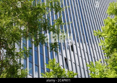 View under tree of reflected glass facade with rectangular windows grid frame system of modern office building reflected blue sky, cloud and treetop. Stock Photo