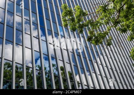 View under tree of reflected glass facade with rectangular windows grid frame system of modern office building reflected blue sky, cloud and treetop. Stock Photo
