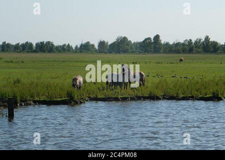 Europe Netherland - Horses on the shore of a canal in Holland