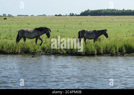 Europe Netherland - Horses on the shore of a canal in Holland