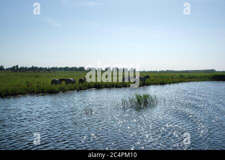 Europe Netherland - Horses on the shore of a canal in Holland