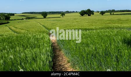 Barley fields ,Barley grain is used for flour, barley bread, barley beer, some whiskeys, some vodkas, and animal fodder Stock Photo