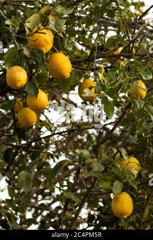 Colorful lemons about to be picked Stock Photo