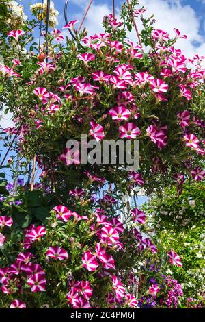 Pink Petunia pot Stock Photo