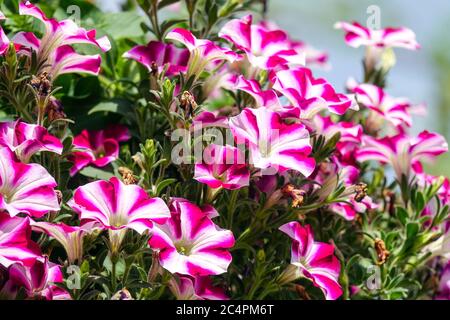 Pink Petunia surfinia Stock Photo